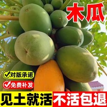 奶油木瓜种子四季播种阳台盆栽小院种植简单夏季开花水果种子