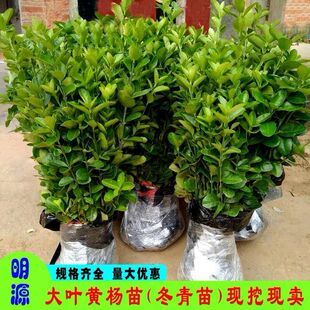 �������S�����~�������f�����ļ�����ͥԺ�h�ʇ��ڙn���ͺ��ͺ�