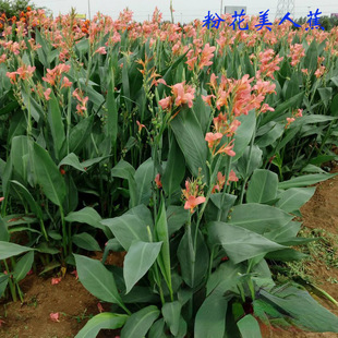 �a�����lˮ���ۻ� ���~ �t�� �S�� ���~���˽� ��ع��@ˮ��ֲ��