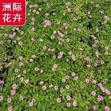 ���Ҵ��ݱ��� ���Ҵ���֦�l �@���� ���Ҵ��ݷ��P�� �ر�ֲ���Ͳ�