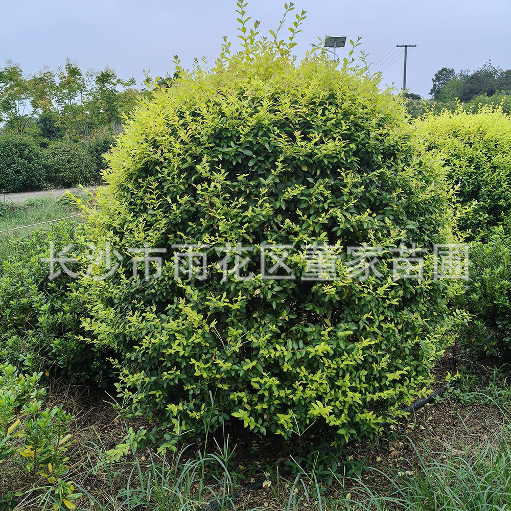 供应1.5米的金冠女贞球 绿化用金冠女贞球批发价格