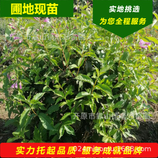 ���l�ļ��\�������ɫ�\�����ͺ������G�h��G��Ǥ��С������ă�