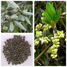 �����ѷN�ӳ�����ɽ�n�Ӵ�ľ����ľ���������㾫ɜ����ɽ�u���N��