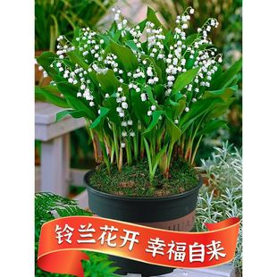 Dropshipping of Lily of the Valley Flower Seedlings That Bloom in All Seasons with Buds, Green Plant Bulbs, Potted Plants with Buds and Roots, Imported Flowers