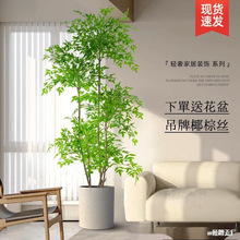 ����ֲ����������������҃ȴ��ͷ����Gֲ�[���͏d�p���b��٘�