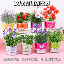 儿童桌面迷你盆栽办公室趣味种植绿植种子学生DIY观察室内小盆栽