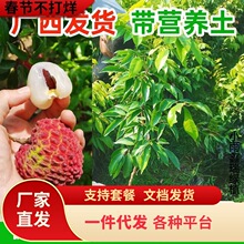 һ�����l��Ʒ��֦����o�˼޽ӹ�ζ����Ц���������M���ϱ����ļ�