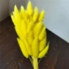 Yellow rabbit tails of about 60 pieces of about 60