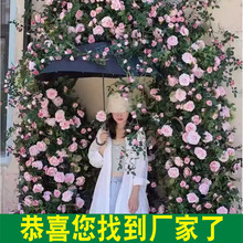 仿真玫瑰假花藤条绿植塑料藤蔓植物仿生商场橱窗装饰造景长条批发