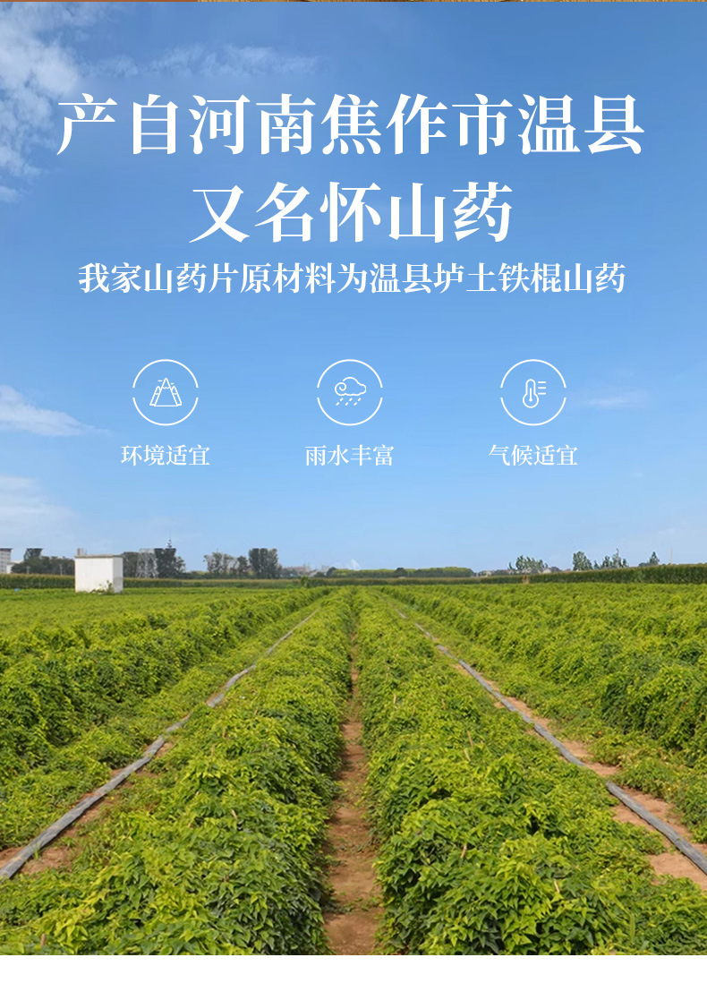 Dried Chinese Yam Slices Tie Gun Shan Yao 500g Sulfur-Free Huai Shan Yao from Wenxian Henan key features