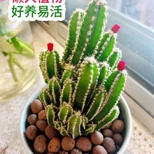 ۲ɽֲ...辰ĬĬϾͺʯȤֲ