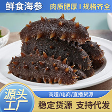 大连即食海参深海海域辽刺参海生刺参鲜活海参礼盒装海参顺丰包邮
