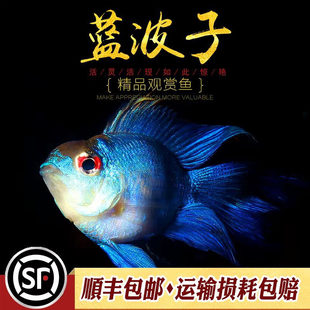 �{�����~�Ꭷ�^�pС�~���m�P�˶����~���{�����_�m�������~���w