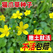 猫爪草种子 种孑中药材正品中药猫爪草新鲜猫抓草夏枯草种籽