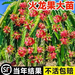 Red Heart Fire Dragon Fruit Tree Seedlings Potted with Roots White Heart Fruit Saplings Balcony North and South All Year Round Planting Bird's Nest Fruit