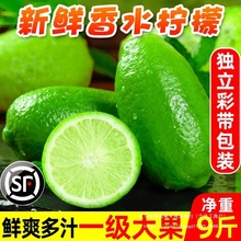 广东香水无籽青柠檬海南新鲜水果现摘皮薄小青柠奶茶店9