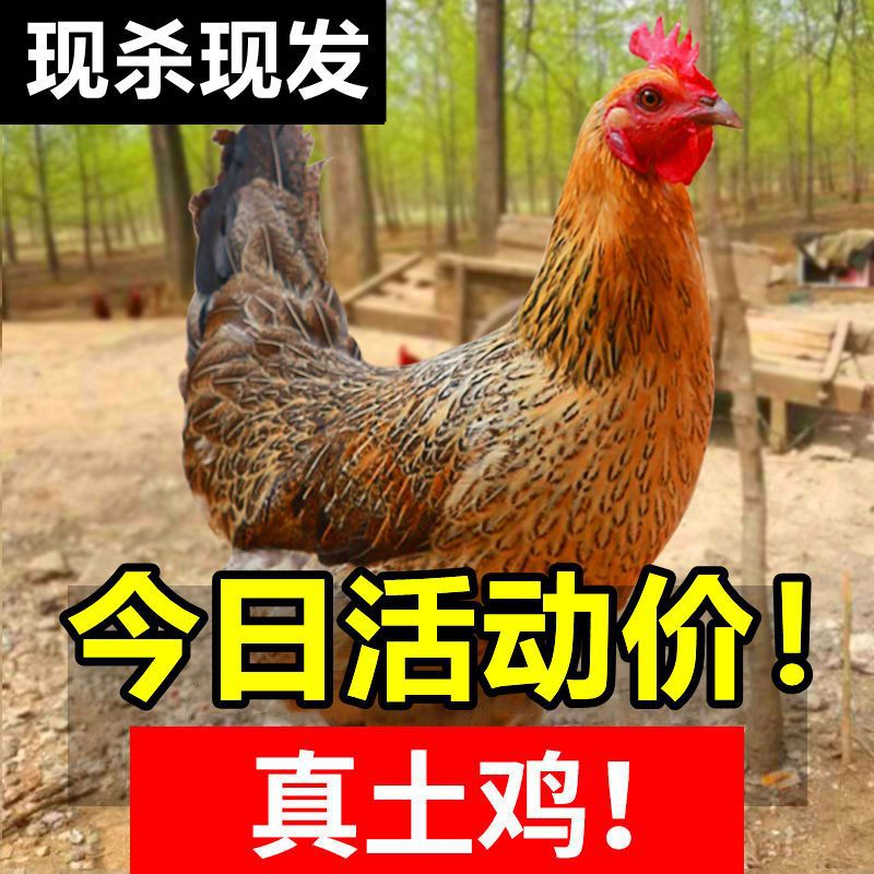 三黄鸡发3只土鸡老母鸡笨鸡跑山鸡肉走地月子活鸡整个现杀冻批发