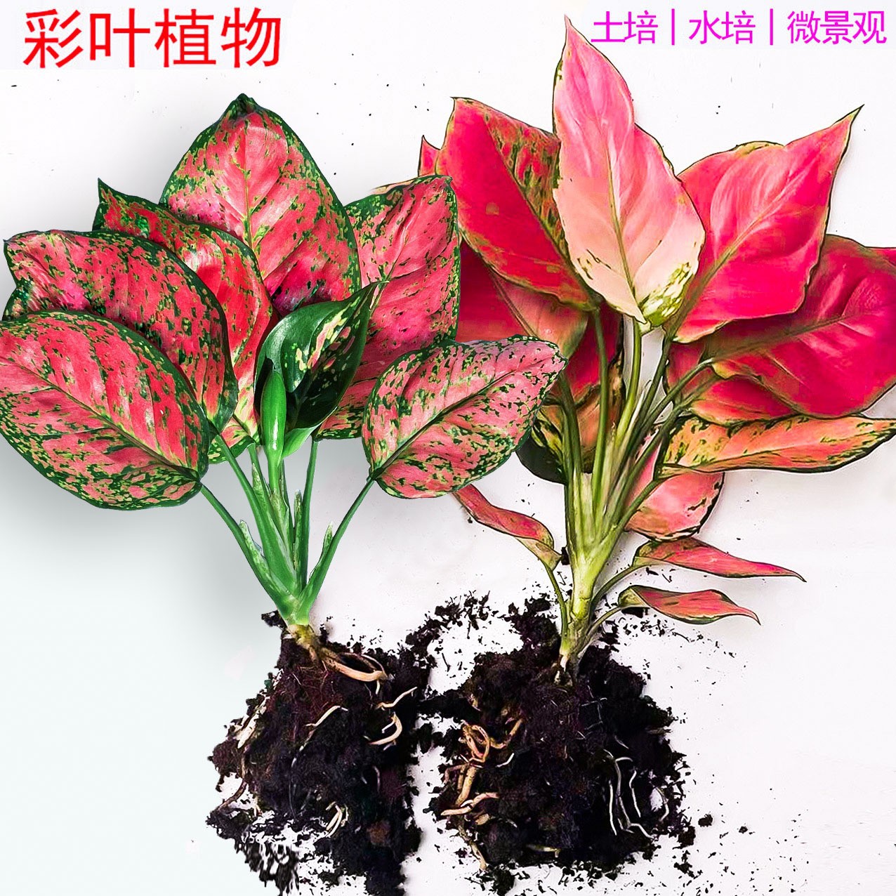 Planta verde hidropônica vermelha eterna auspiciosa da Rainha Ruyi para escritório, fácil de cuidar de flores de rabanete verde em vasos.