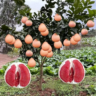 盆栽红心柚子树苗三红肉蜜柚嫁接果树苗南方北方庭院种植当年结果