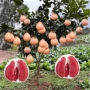 北方南方嫁接盆栽果树苗