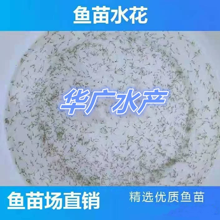 Водяные цветы, мальки, летние цветы, черная голова, травяная рыба, белый сом, сома, большая голова, сома, четыре характеристики рыбы