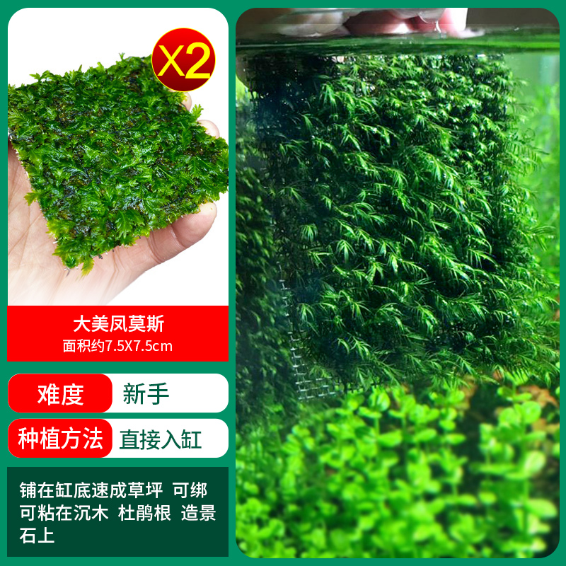 다메이펑모스 1샷 2샷 구매