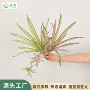 拍照客厅婚礼仿真绿植