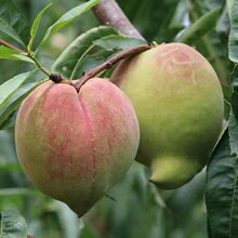 桃树果苗正宗鹰嘴桃树果苗嫁接桃子苗树带土带叶桃树苗南方种植
