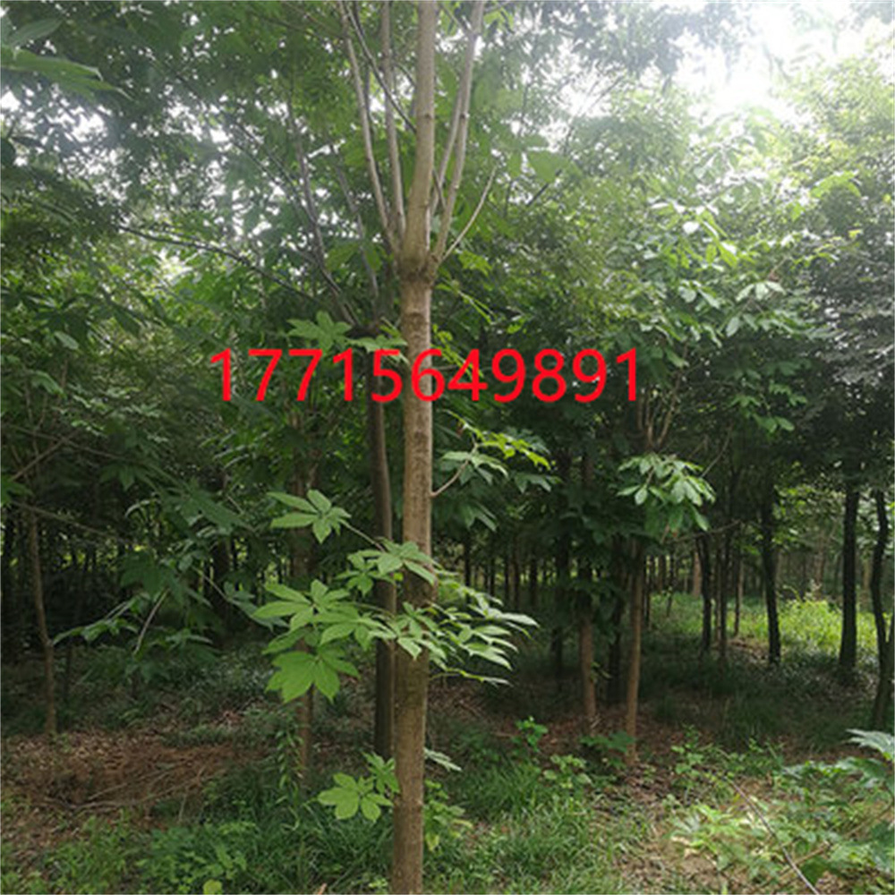 O1CN01Y617Iz2H9VxOpPbCp_!!2228