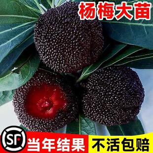 �ɾӖ|����÷��䎧���Ϸ��޽�ˮ������������|������Y��