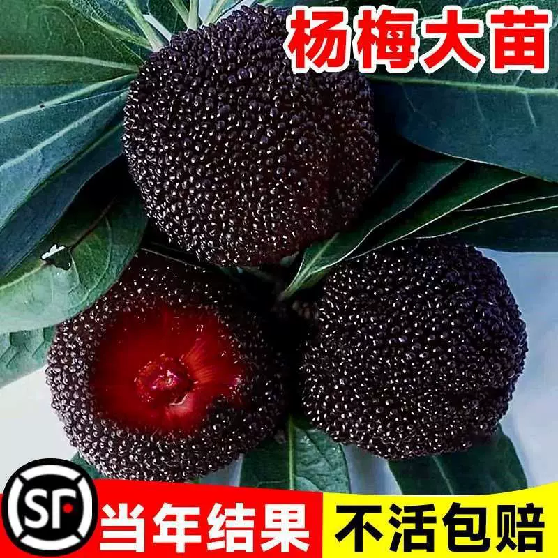 Xianju Dongkui Байберри дерево с почвой Южная прививка Кристалл фруктового дерева Плоды раннего созревания Dadonghuai