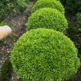 ���ش������lȸ���S����P60-250CM���|��ϵ���ɻ��ʸ߈@��