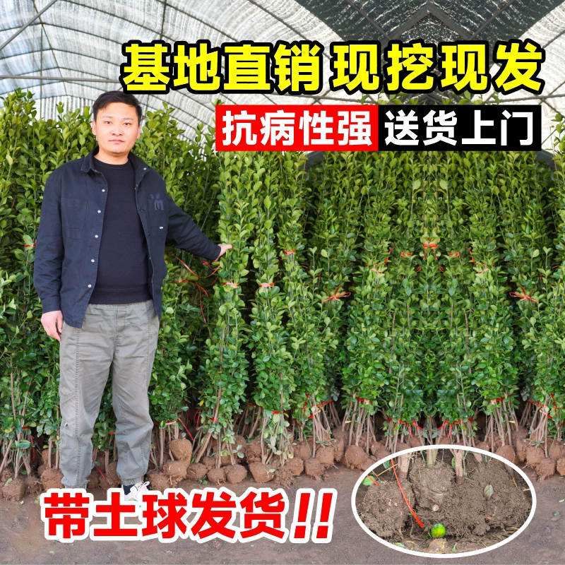 Кустарник для двора, крупнолистные саженцы самшита Хоккайдо, вертикальные растения для забора, вечнозеленые растения в любое время года, морозостойкие вечнозеленые саженцы