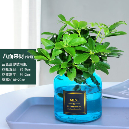 바팡라이카이 4그루(파란색 병) + 영양액