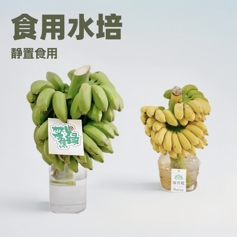 水培小米蕉禁止焦虑带瓶子办公室摆件观赏可食用新鲜水果绿植代发