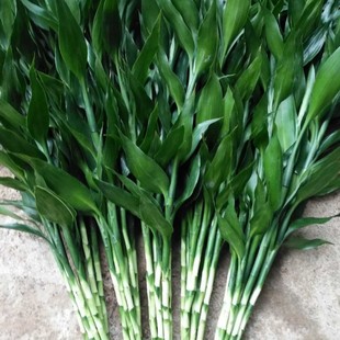 �����F��ˮ�B����ֱ�lˮ��ֲ���D�\��Gֲ�����ļ�ˮ�B���r��ƿ