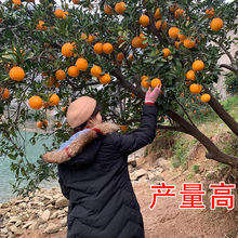 Ě����~�ɠ�Ě����޽ӳ��Ә����Ϸ������Nֲ������箔��Y��