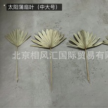 【太阳蒲扇叶（中大号）】进口干花干叶蒲扇叶棕榈叶家居装饰摆设