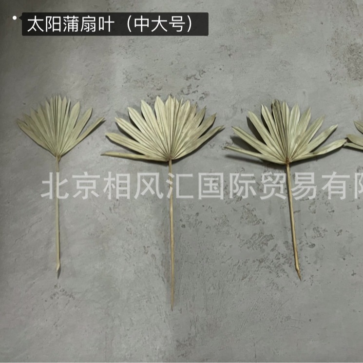 【太阳蒲扇叶（中大号）】进口干花干叶蒲扇叶棕榈叶家居装饰摆设