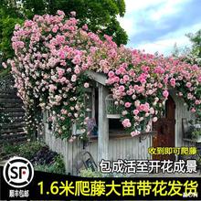 牆微花樹苗院子里適合種的花花期超長的花卉薔薇花苗爬藤四季庭院