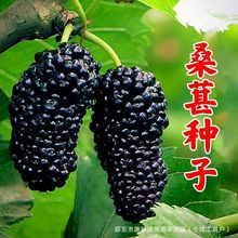 桑葚种子果桑桑葚种子桑枣树种子桑枣树种子家桑