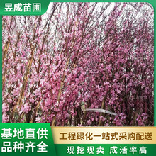 t~ҘԹڷ1.5-2.5׾G^ֲɫLҘ