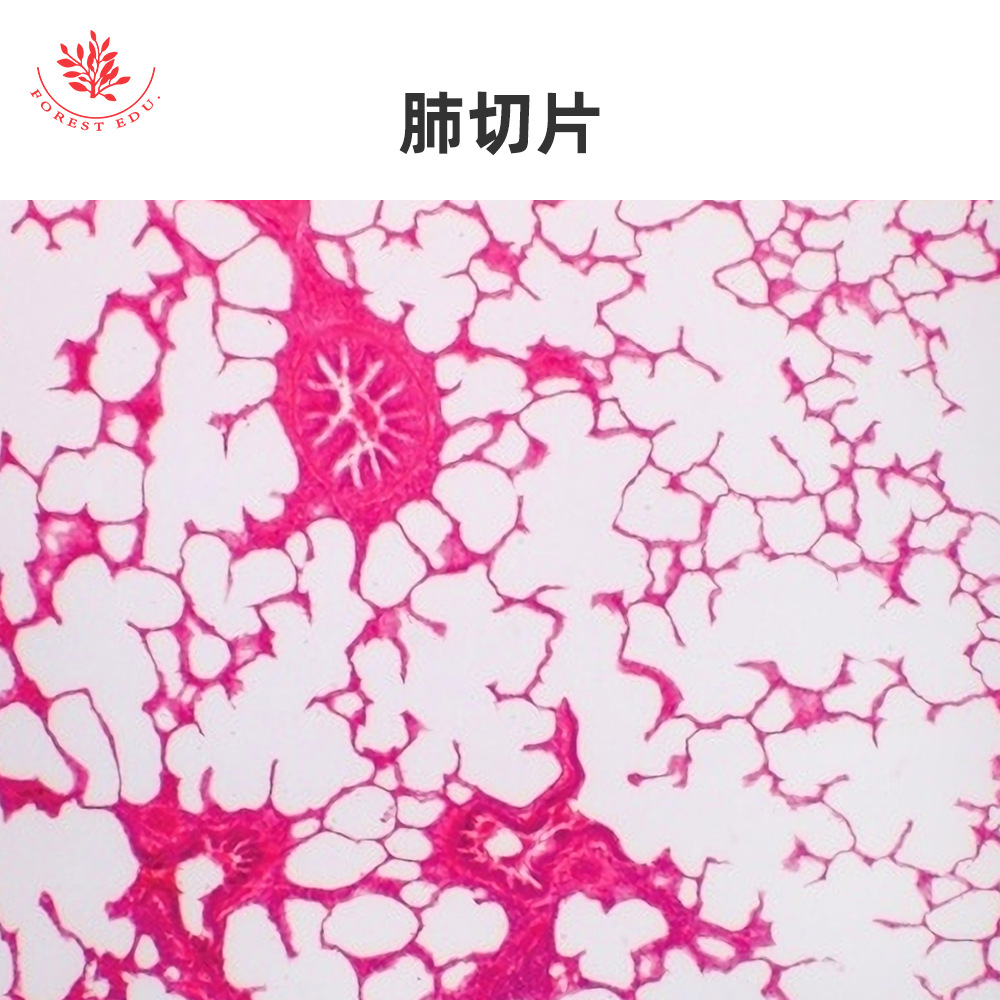 6 内脏器官显微玻片