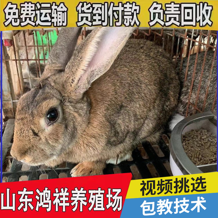 u=2368704108,1755146876&am