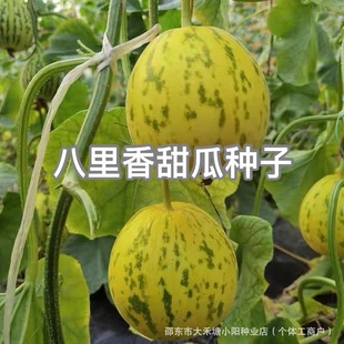 ��������ϷN�� ������ϷN�� ��ϷN�ݴ��ļ����߲�ˮ���Ϲ�