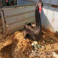 @^^pˮݺZw  G^ ^pZBֳ