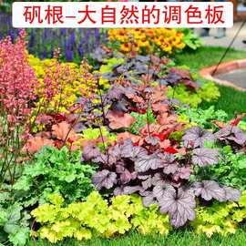 矾根盆栽花卉植物室内花苗四季常青观叶耐寒绿植庭院地被绿化花苗