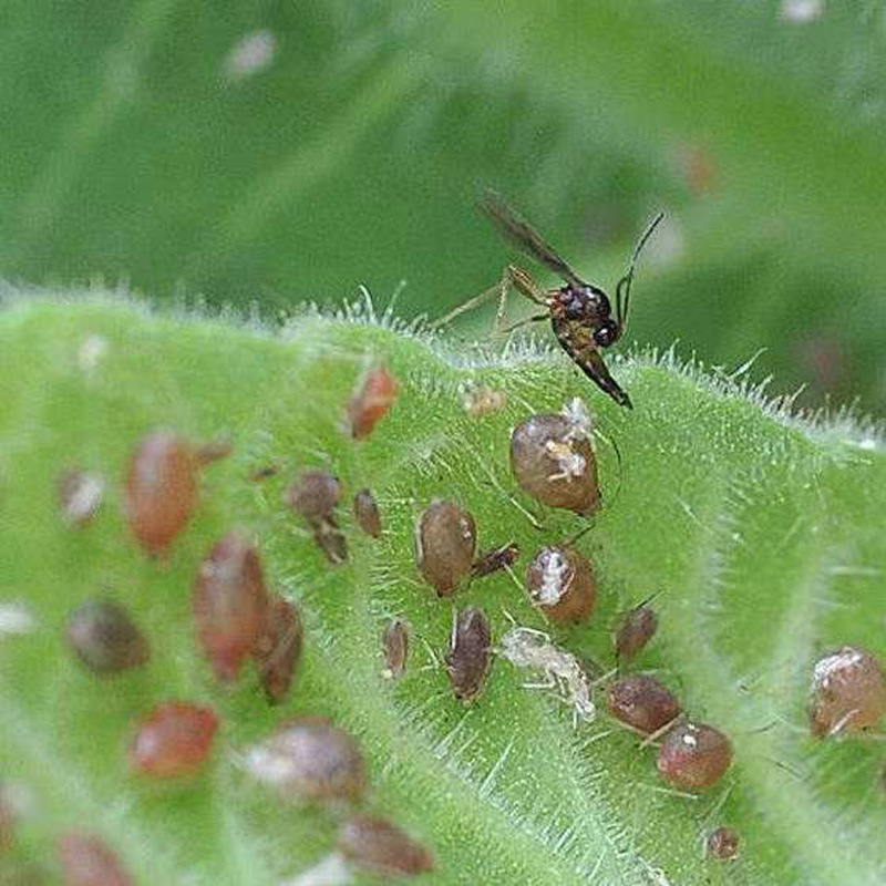 蚜虫科研虫 (5).jpg