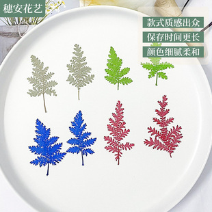 Dried Flower Embossed DIY Material Stone Selaginella Bookmark Flower Mobile Phone Case Gel Dropping Dried Flower Leaves Plant Specimen Decal