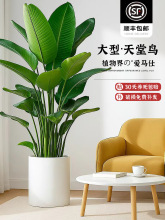 天堂鸟 盆栽客厅绿植室内大型植物真鹤望兰办公室高级落地好养